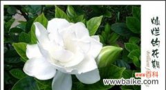 传统文化中的花朵符号意义 栀子花语的含义与传承