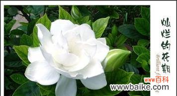 传统文化中的花朵符号意义 栀子花语的含义与传承