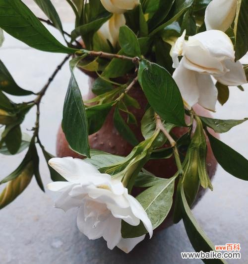 传统文化中的花朵符号意义 栀子花语的含义与传承