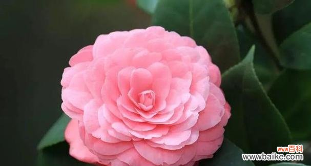 赏花盛世传承千年,品味花朵背后的文化与美学 中国十大名花及其象征意义