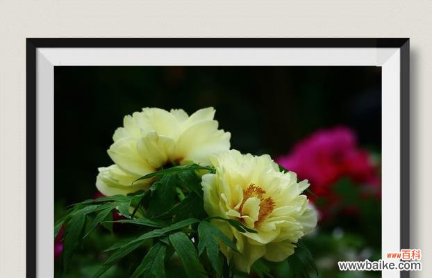 解读中国国花牡丹的美丽与神奇 牡丹花的象征意义与文化价值