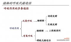 揭示植物呼吸作用的机制及其生态意义 植物呼吸作用的重要性