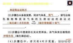 揭示植物呼吸的奥秘，探究其生命力的源泉 植物呼吸作用的重要性