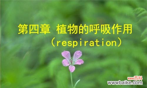 揭示植物呼吸的奥秘，探究其生命力的源泉 植物呼吸作用的重要性