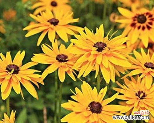 皱菊花的花语——预示着繁荣与富贵 皱菊花的花语与寓意