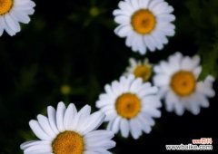 皱菊花的寓意、特点和象征意义 以皱菊花代表的含义及象征