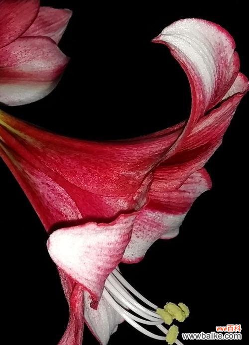 红花之恋，燃烧心中的火焰 朱顶红花语传情，诉说爱的深情