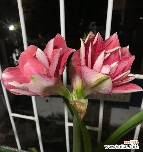 深情热烈的爱情与热情洋溢的生命力 朱顶红的花语与寓意