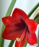 深情热烈的爱情与热情洋溢的生命力 朱顶红的花语与寓意