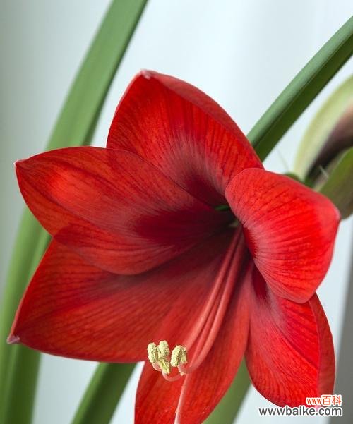 深情热烈的爱情与热情洋溢的生命力 朱顶红的花语与寓意