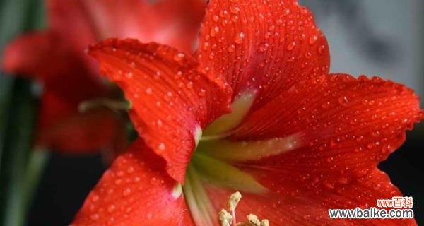 深情热烈的爱情与热情洋溢的生命力 朱顶红的花语与寓意