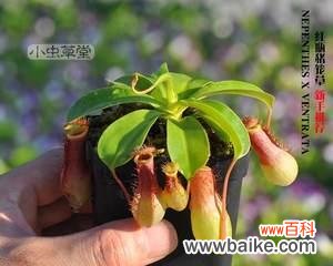 探寻猪笼草花语的象征意义 猪笼草花语的深刻寓意