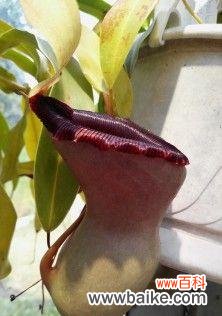 探寻猪笼草花语的象征意义 猪笼草花语的深刻寓意