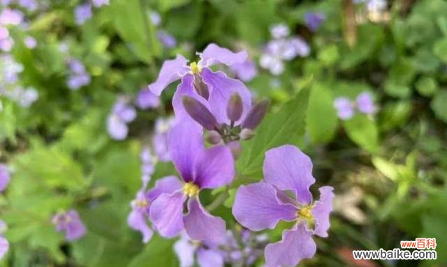 揭秘诸葛菜花的神秘象征与意义,让你重新认识这美丽的花朵 诸葛菜花的花语及寓意解读