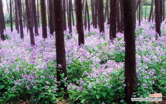 揭秘诸葛菜花的神秘象征与意义,让你重新认识这美丽的花朵 诸葛菜花的花语及寓意解读