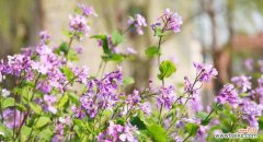 揭秘诸葛菜花的神秘象征与意义，让你重新认识这美丽的花朵 诸葛菜花的花语及寓意解读