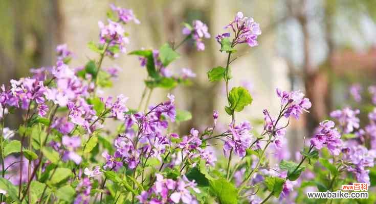 揭秘诸葛菜花的神秘象征与意义,让你重新认识这美丽的花朵 诸葛菜花的花语及寓意解读