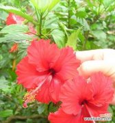 探究朱槿花的花语及传达的信息 朱槿花的花语和寓意