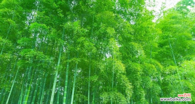 探索竹子的特点和象征意义，领略自然之美 竹子的神奇魅力