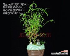 探索竹子的特点和象征意义，领略自然之美 竹子的神奇魅力