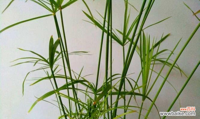 探索竹子的特点和象征意义，领略自然之美 竹子的神奇魅力
