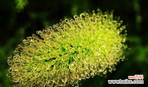 探索狗尾巴花的神秘之美 狗尾巴花的花语与魅力