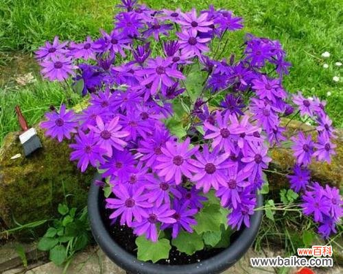 用瓜叶菊描绘心灵的呼唤 瓜叶菊花语