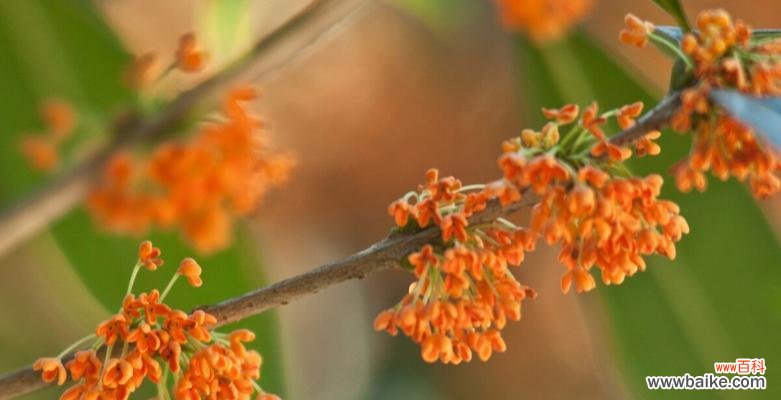 桂花香满家 家里种桂花的寓意——以芬芳生活，积极向上
