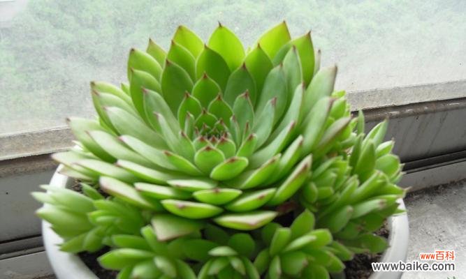 深入解读观音莲的花语与寓意 观音莲