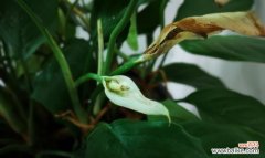 生命的坚韧与希望 广东万年青开花的寓意