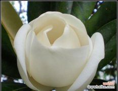 广玉兰花的寓意与象征意义 广玉兰花