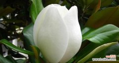 广玉兰 广玉兰花语