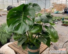 生命的坚韧与成长 以龟背竹的寓意