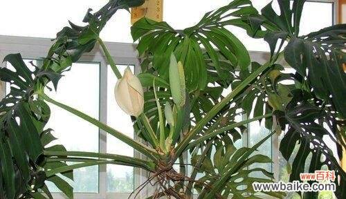 揭示龟背竹的花语意义 龟背竹的花语意义与象征