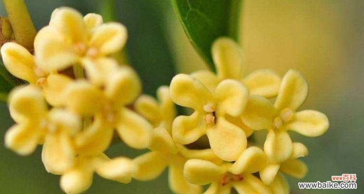 探索桂花的神秘之美与内涵 桂花的花语与寓意