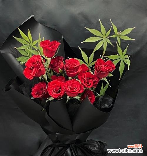 黑色粉红色玫瑰花代表什么?这种花语有何寓意?