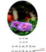 花语九点开播的含义是什么？