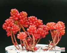 龙骨多肉的花语和寓意是什么？它在植物中代表了什么？