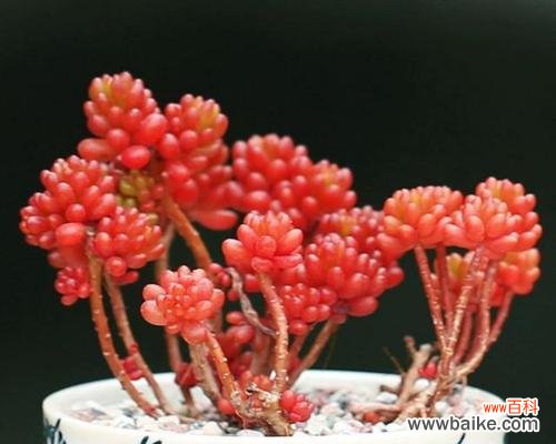 龙骨多肉的花语和寓意是什么？它在植物中代表了什么？