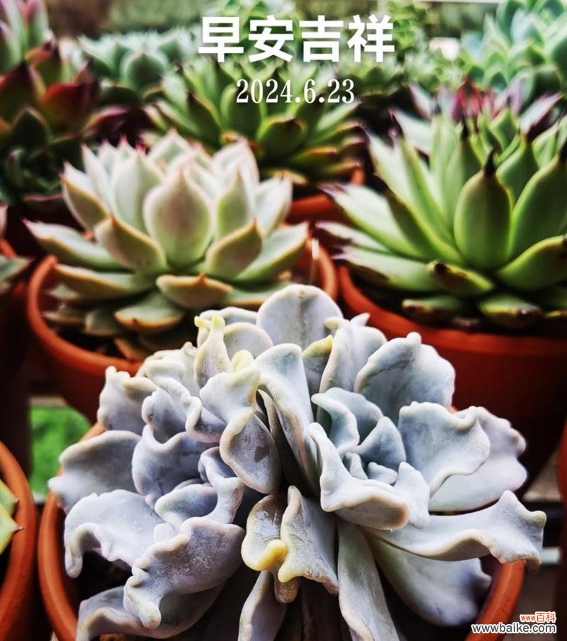 龙骨多肉的花语和寓意是什么？它在植物中代表了什么？