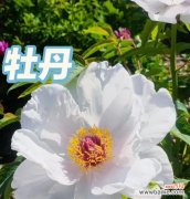 牧丹花语象征什么？它的寓意有哪些？