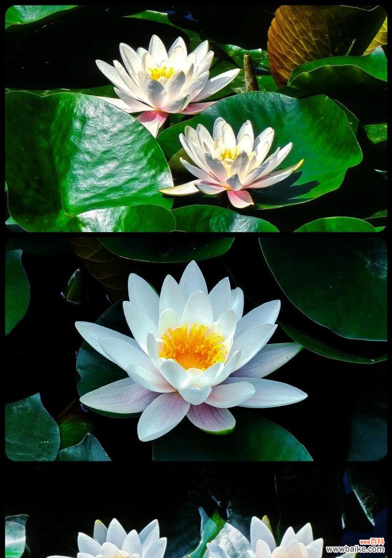 哪种花代表热情和活力？