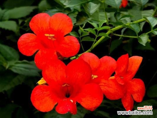 哪种花代表热情和活力？