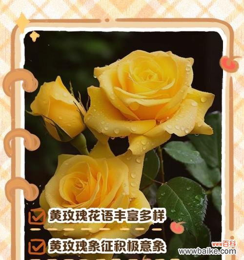 什么颜色的玫瑰花代表什么啊?不同颜色玫瑰的花语有何不同?