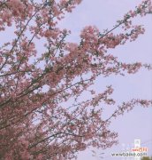 雨中海棠花的花语是什么？海棠花在雨中有什么特别的含义？