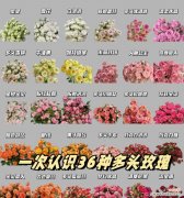 玫瑰花种类繁多，它们各自代表什么意义？