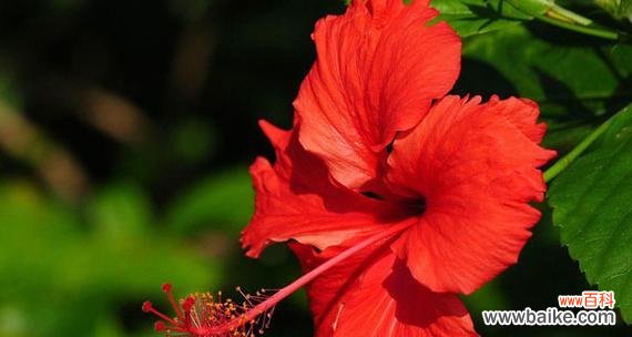 煤气花象征着什么?花语有何深意?