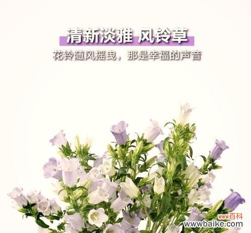 道具风中摇曳的花语有何特殊含义?它代表了什么?