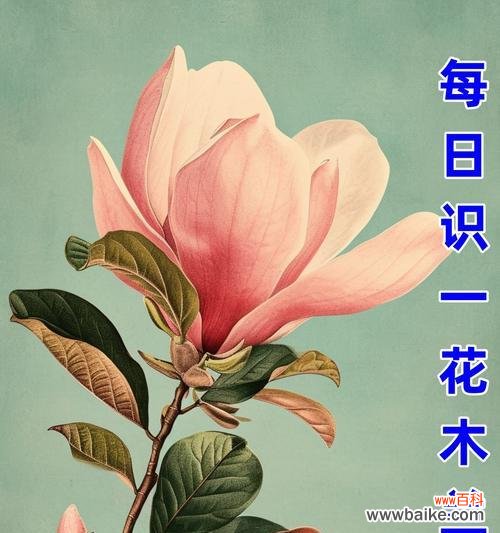复制春天的花语有何含义？春天的花语代表了什么？