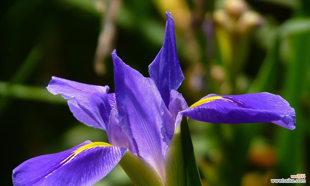 复制春天的花语有何含义？春天的花语代表了什么？